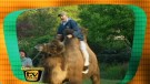 TV total -- Kamele gehören zu den zehn gefährlichsten Tierarten der Welt. Das und vieles mehr hat Stefan damals im Kölner Zoo gelernt.